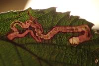 Stigmella aurella