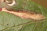 Coptotriche marginea