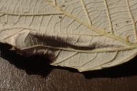 Coptotriche marginea