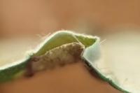 Coptotriche marginea