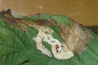 Coptotriche marginea