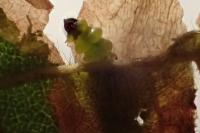 Coptotriche marginea