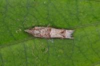 Crocidosema plebejana