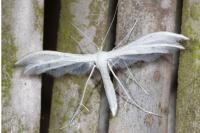 Pterophorus pentadactylus