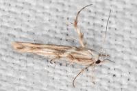 Palumbina guerinii