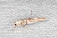 Palumbina guerinii