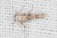 Palumbina guerinii