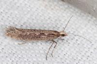 Plutella xylostella