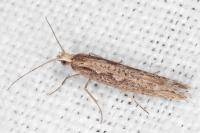 Plutella xylostella