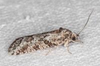 Cnephasia