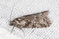 Cnephasia