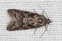 Cnephasia