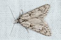 Diurnea fagella