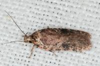 Agonopterix purpurea