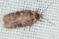 Agonopterix purpurea