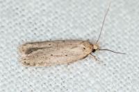 Agonopterix rotundella