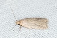 Agonopterix rotundella