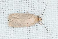 Agonopterix rotundella