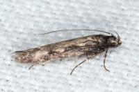 Pogochaetia solitaria