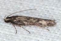 Pogochaetia solitaria