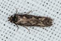 Pogochaetia solitaria