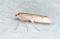Ypsolopha ustella