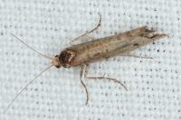 Ypsolopha ustella