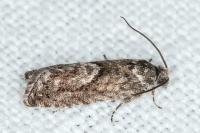 Pammene giganteana