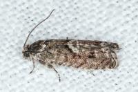 Pammene giganteana