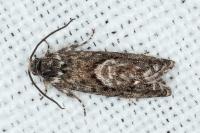 Pammene giganteana