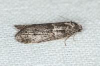 Tortricodes alternella