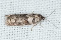 Tortricodes alternella