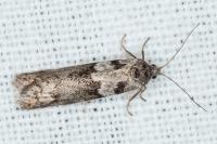 Tortricodes alternella