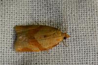 Clepsis consimilana