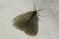Rebelia plumella surientella