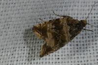 Celypha