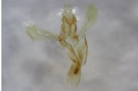 Acompsia cinerella