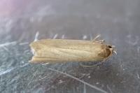 Acompsia cinerella