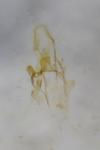 Paraswammerdamia nebulella
