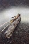 Paraswammerdamia nebulella