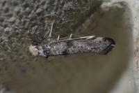 Paraswammerdamia nebulella