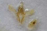Acompsia cinerella