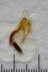 Coleophora vestianella