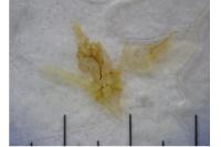 Helcystogramma lutatella