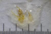 Helcystogramma lutatella