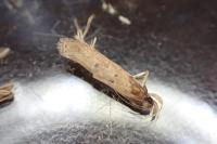 Helcystogramma lutatella