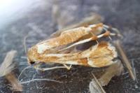 Cnaemidophorus rhododactylus