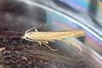Coleophora vestianella