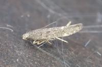 Monochroa rumicetella