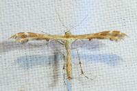 Oxyptilus